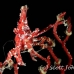crab_xeno_jj_kb_h_0088_png0168.jpg